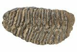 Partial Woolly Mammoth Fossil Molar - Poland #235268-4